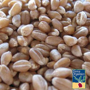 Hard Red Winter Wheat - Organic - Cover Crop Seeds