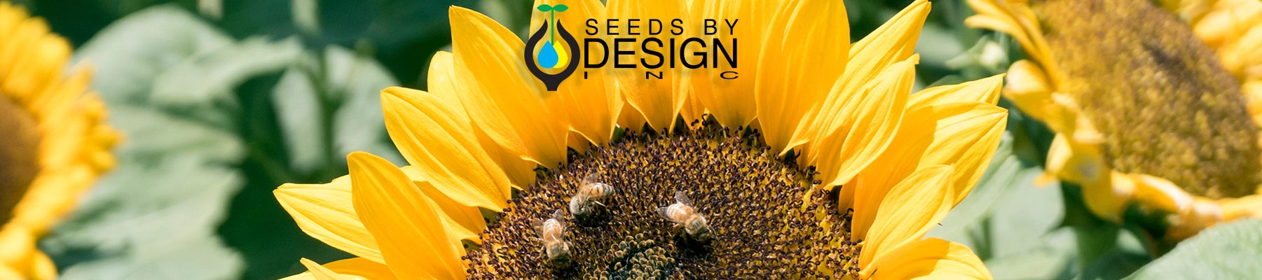 Banner //seedsbydesign.com/cdn/shop/t/31/assets/banner-sxd3-lg.webp?v=7388827203931865131723577162