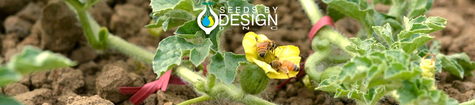 Banner //seedsbydesign.com/cdn/shop/t/31/assets/banner-sxd8-lg.webp?v=21767479683213657481723577164